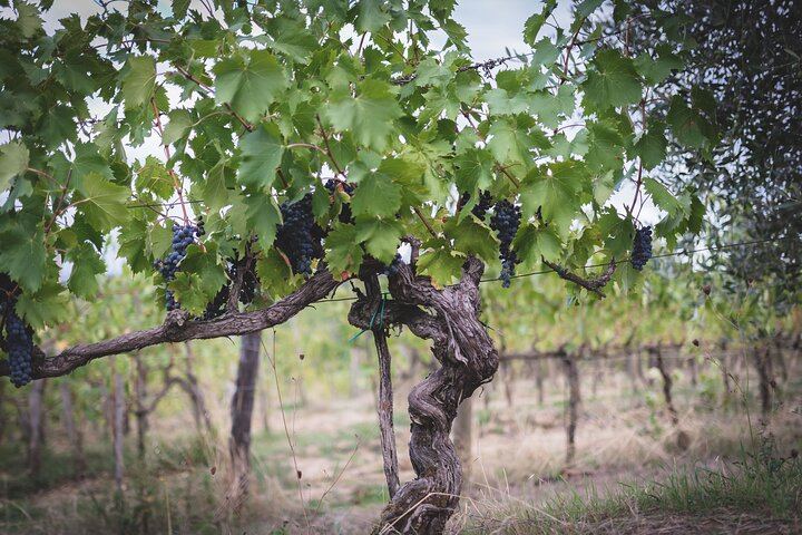 Le Bèrne Winery Tour in Cervognano with Vino Nobile and Sangiovese Tasting (12/12)