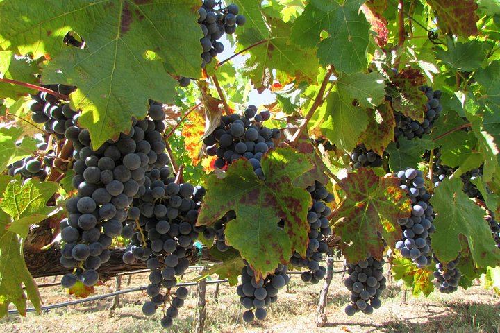 Bliss Wine Tours 8-Hour Customized Napa and Sonoma Wine Tour, Up to 7 Guests (6/7)