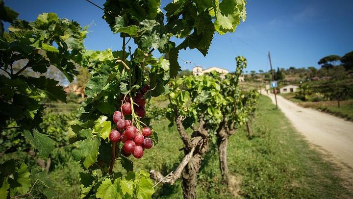 Alella Winery Day from Barcelona: Sailing Yacht Plus Van or E-Bike, 5 Hours (4/7)