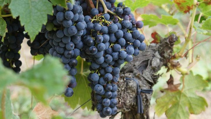 Private Premium Sedan Day in Saint-Émilion: Two Grand Cru Classé Estates and Pomerol (3/12)