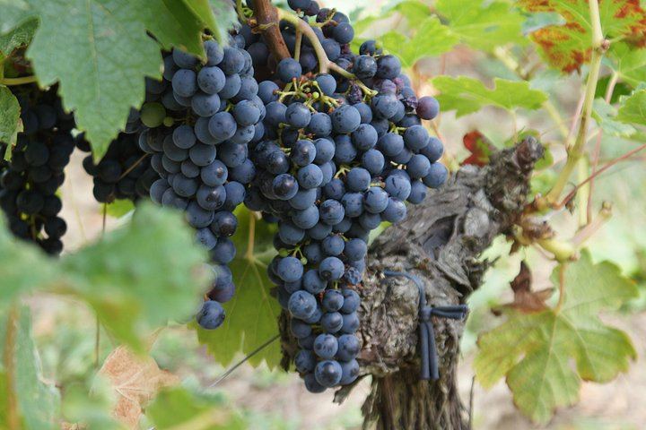 Private Premium Sedan Day in Saint-Émilion: Two Grand Cru Classé Estates and Pomerol (3/12)