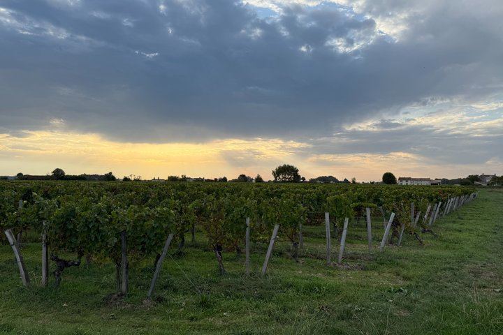 Private Day in Saint-Émilion and Its Châteaux by Luxury Van with Local Guide (8/12)