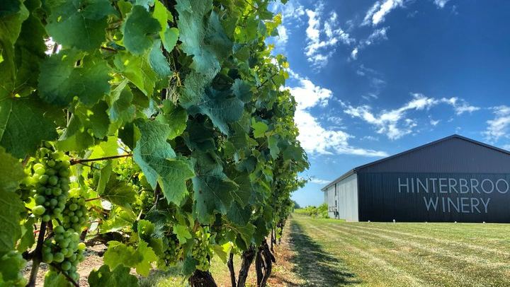 Niagara Afternoon Wine Tour: 4 Wineries with Between the Lines, Ravine and Pillitteri (3/11)