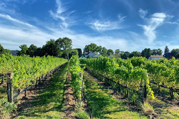 Niagara Afternoon Wine Tour: 4 Wineries with Between the Lines, Ravine and Pillitteri (7/11)