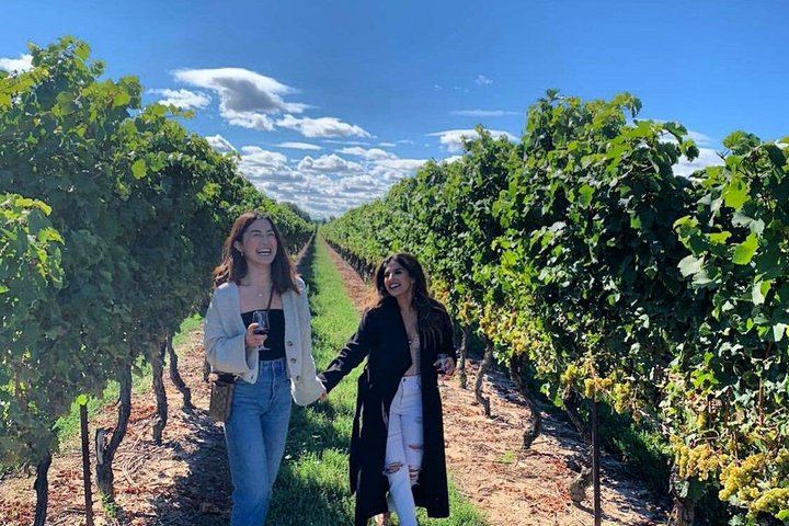 Niagara Afternoon Wine Tour: 4 Wineries with Between the Lines, Ravine and Pillitteri (4/11)