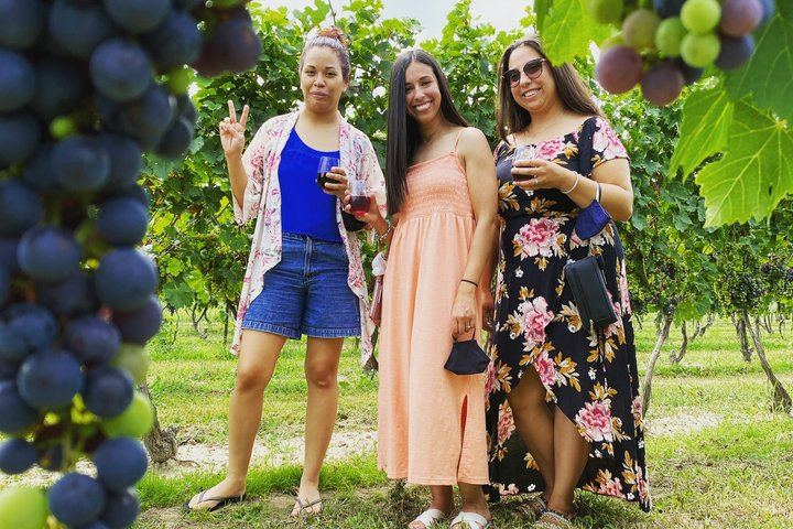 Niagara Afternoon Wine Tour: 4 Wineries with Between the Lines, Ravine and Pillitteri (8/11)