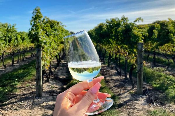 Niagara Afternoon Wine Tour: 4 Wineries with Between the Lines, Ravine and Pillitteri