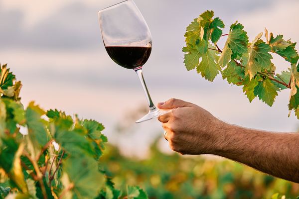 Sonoma Wine Tours