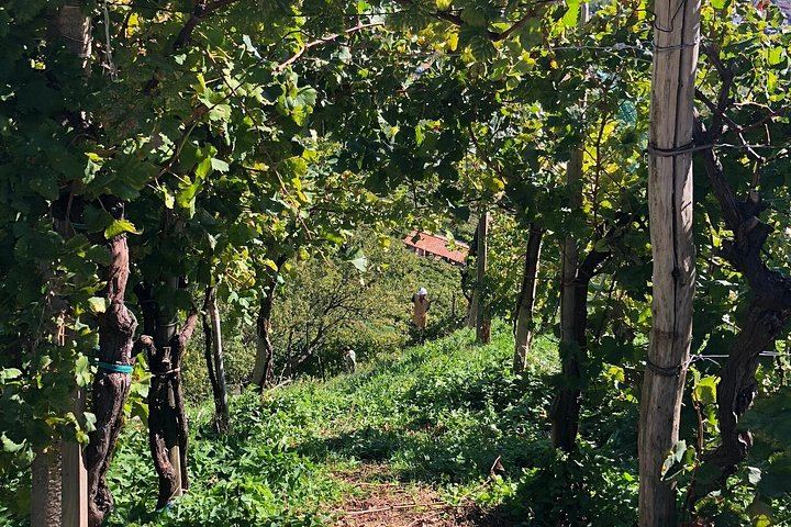 Prosecco Hills Day Trip from Venice by Train: Two Wineries and Family Osteria Lunch (5/9)