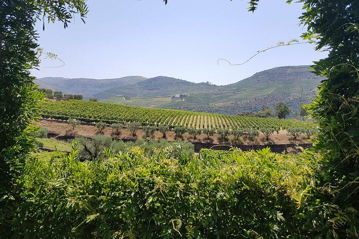 Small-Group Douro Valley Day from Porto: Four Wineries, Ten Wines and Five Olive Oils (10/12)