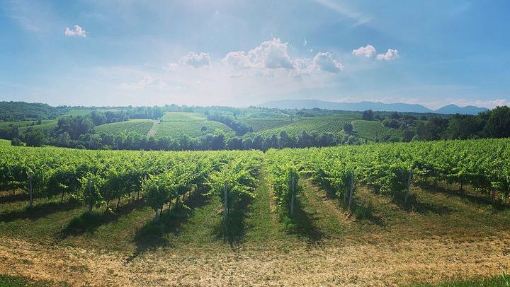 Prosecco Hills Day Trip by Train from Venice with Yellowboot, Two Wineries and Viewpoint (2/8)