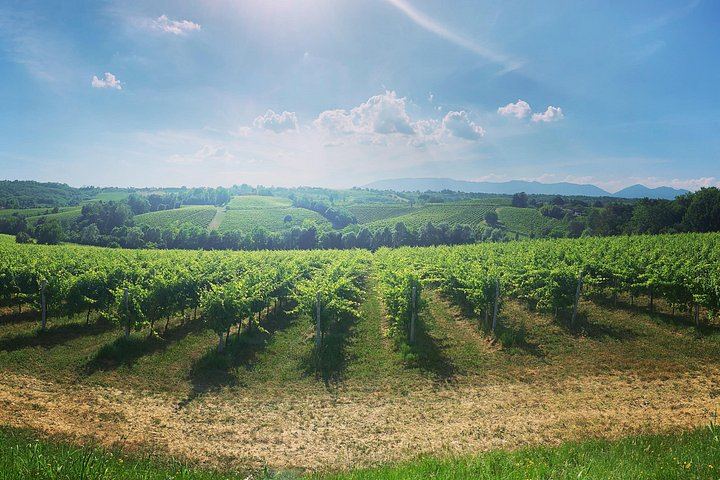 Prosecco Hills Day Trip by Train from Venice with Yellowboot, Two Wineries and Viewpoint (2/8)
