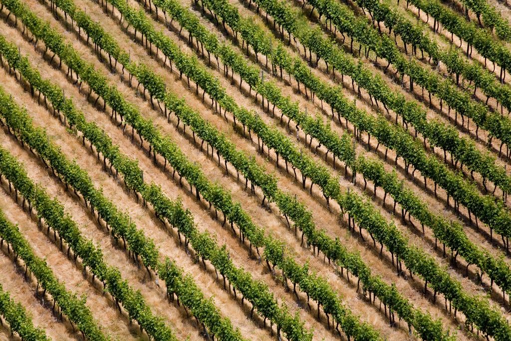 Aerial view of vineyard rows in the Colchagua Valley, Chile