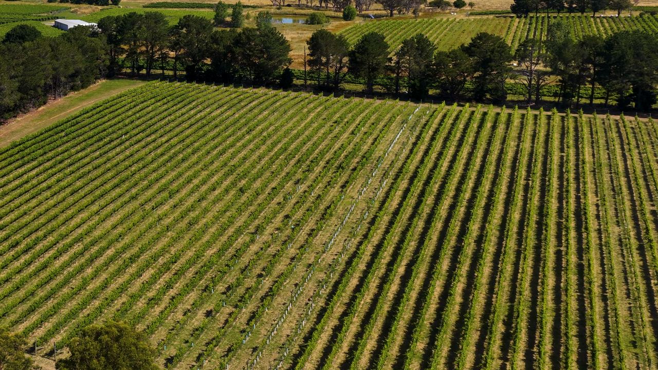 Aerial view of green vineyard rows in Australia