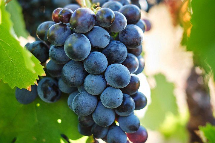 African Story 8-Hour Winelands Tour: Paarl, Franschhoek and Stellenbosch Estates (5/12)