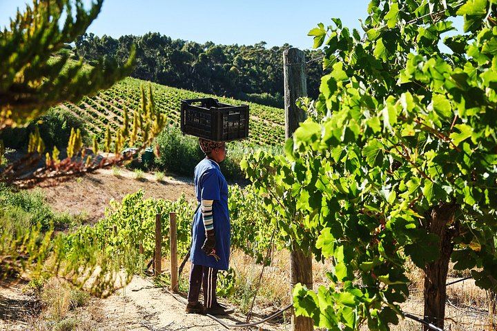 African Story 8-Hour Winelands Tour: Paarl, Franschhoek and Stellenbosch Estates (12/12)
