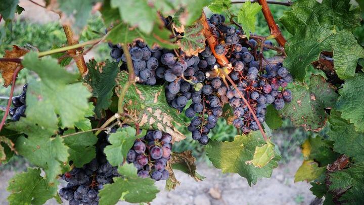 Niagara Afternoon Wine Tasting Tour: 3 Wineries, a Winery Tour and Winemaker Q&A (4/10)
