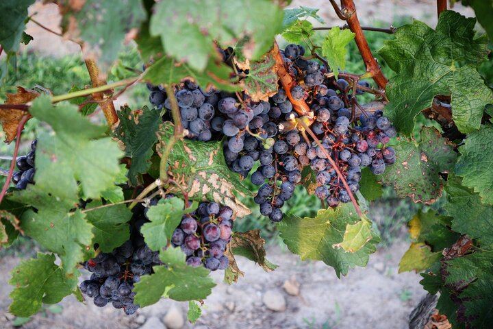 Niagara Afternoon Wine Tasting Tour: 3 Wineries, a Winery Tour and Winemaker Q&A (4/10)
