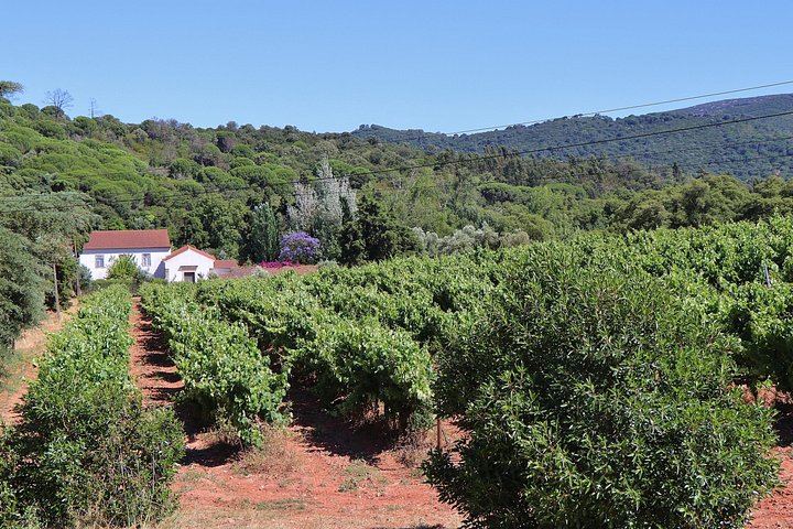 Private Setúbal Wine Day from Lisbon: Three Family Cellars or Two Plus a Village Lunch (10/12)