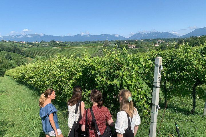 Private Prosecco Hills Tour with Osteria Lunch: 2 Family Wineries, Treviso or Venice Start (1/12)