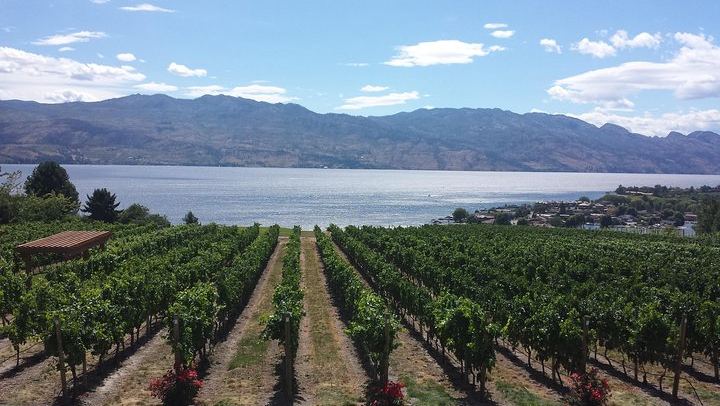 Kelowna Winery Tour with Tastings at Four or More of Six Well-Known Wineries (1/7)