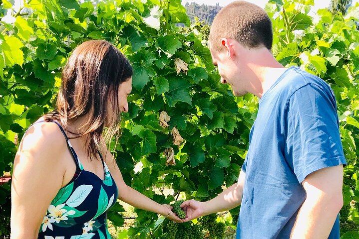 Kelowna Winery Tour with Tastings at Four or More of Six Well-Known Wineries (7/7)
