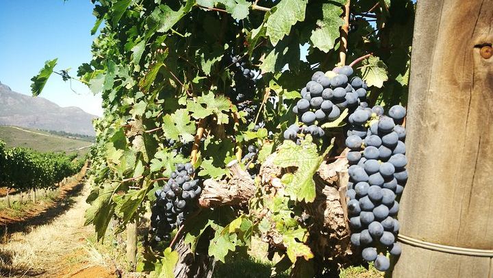 Stellenbosch Guided Vineyard Walk from Zorgvliet to Tokara, Two Tastings and Lunch (2/7)