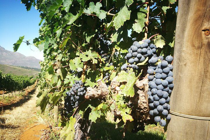 Stellenbosch Guided Vineyard Walk from Zorgvliet to Tokara, Two Tastings and Lunch (2/7)