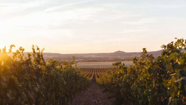 Altanza Winery Tour in Fuenmayor with Vineyard Walk and Cloister Garden Tasting (1/12)