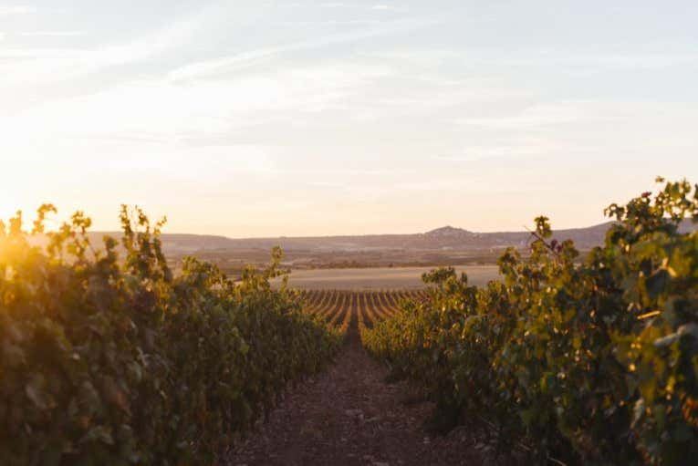 Altanza Winery Tour in Fuenmayor with Vineyard Walk and Cloister Garden Tasting (1/12)