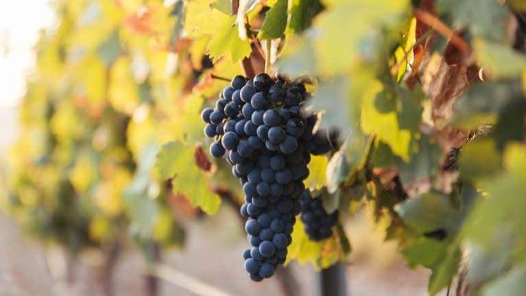 Altanza Winery Tour in Fuenmayor with Vineyard Walk and Cloister Garden Tasting (4/12)