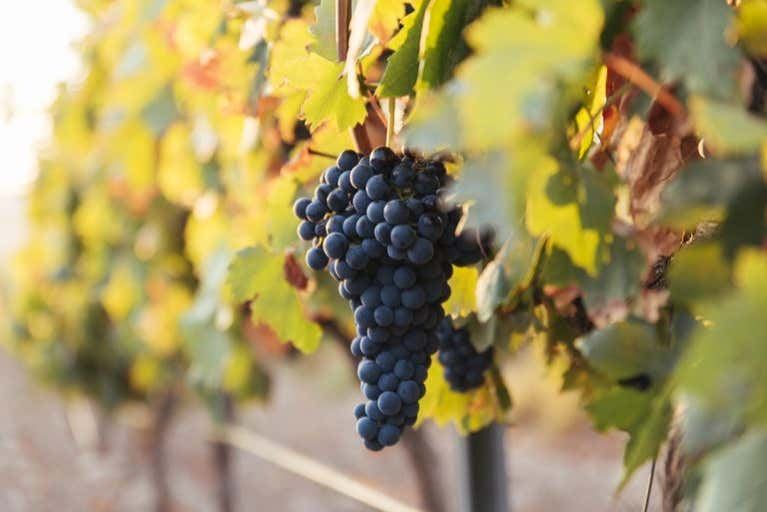 Altanza Winery Tour in Fuenmayor with Vineyard Walk and Cloister Garden Tasting (4/12)