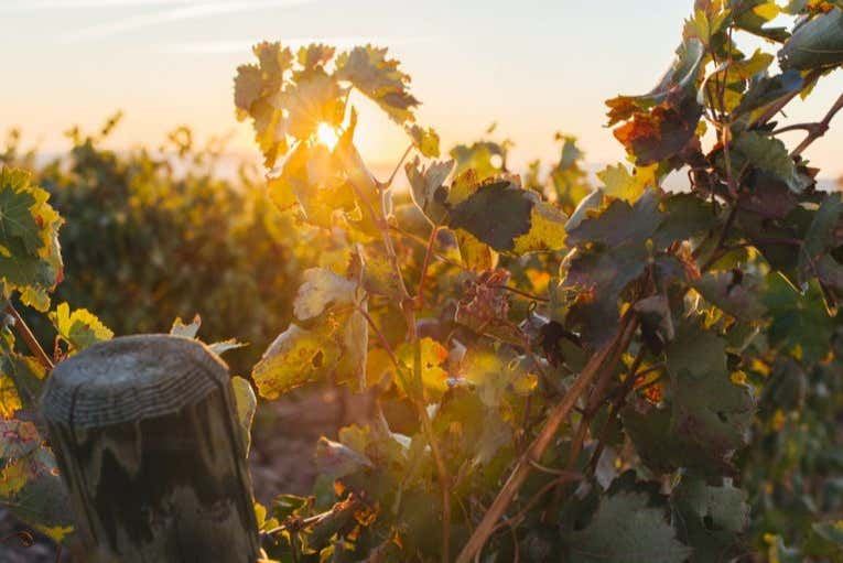 Altanza Winery Tour in Fuenmayor with Vineyard Walk and Cloister Garden Tasting (5/12)