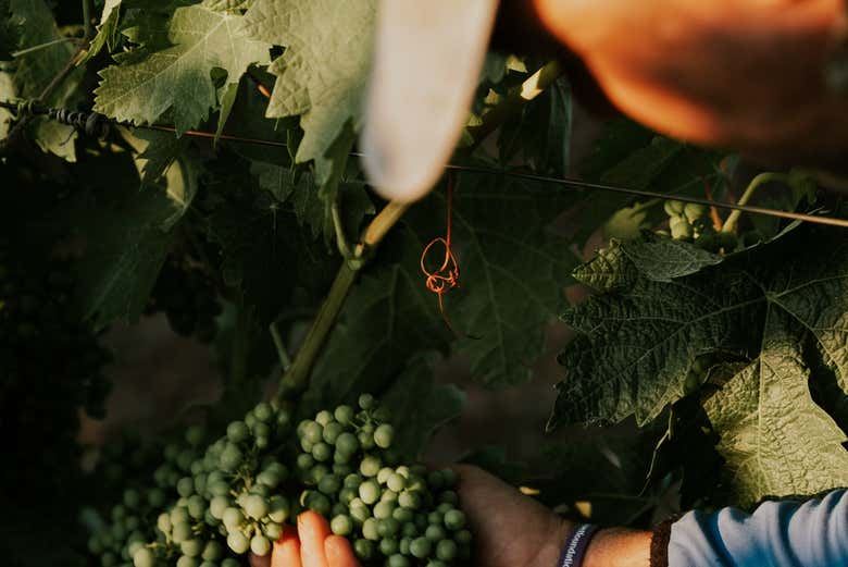 Altanza Winery Tour in Fuenmayor with Vineyard Walk and Cloister Garden Tasting (7/12)