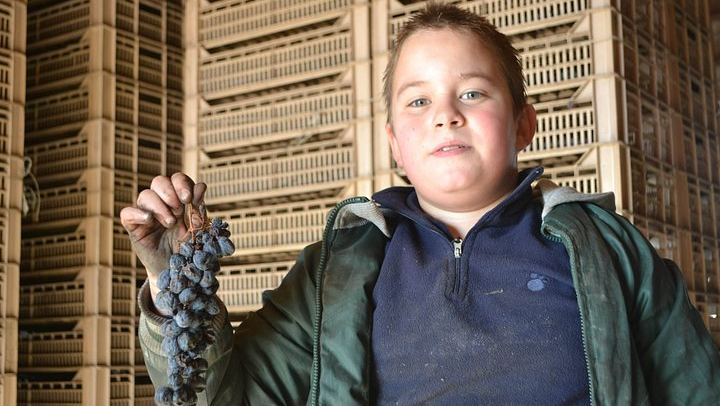 Amarone and Valpolicella Wine Tasting at the Family-Run Fratelli Vogadori Cellar, Negrar (3/12)