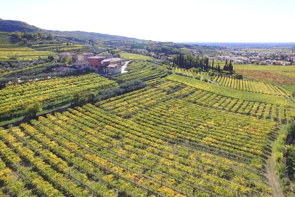 Amarone and Valpolicella Wine Tasting at the Family-Run Fratelli Vogadori Cellar, Negrar
