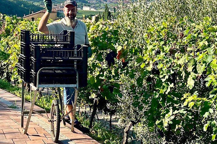 Amarone and Valpolicella Wine Tasting at the Family-Run Fratelli Vogadori Cellar, Negrar (1/12)