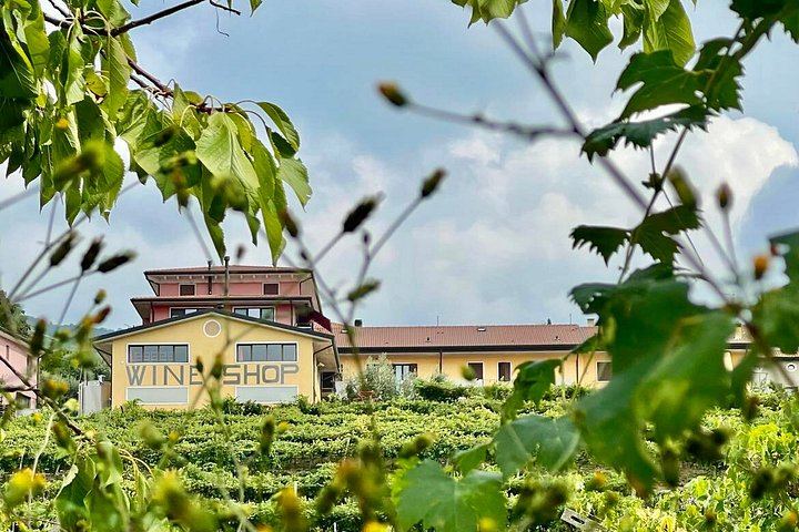 Amarone and Valpolicella Wine Tasting at the Family-Run Fratelli Vogadori Cellar, Negrar (11/12)