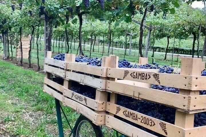Private Amarone Day from Venice: Verona Sights Walk, Valpolicella Family Winery and Lunch (5/8)