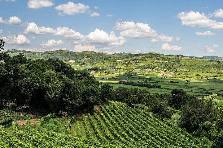 Private Amarone Day from Venice: Verona Sights Walk, Valpolicella Family Winery and Lunch (8/8)