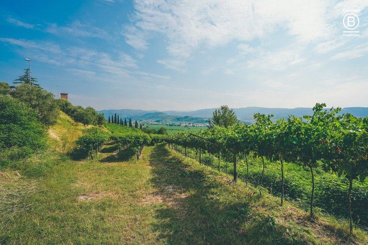 Amarone Half-Day Tasting from Verona: Two Family Wineries, Private Minivan for Eight (10/12)