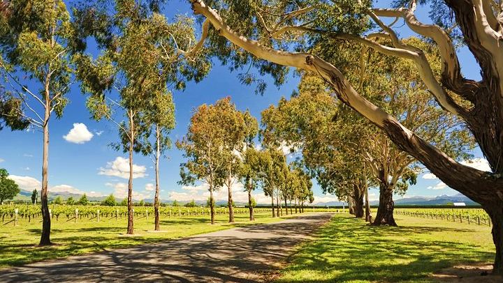 Afternoon Half-Day Wine Tour from Blenheim: 3 to 4 Wineries, No Lunch Stop (1/5)