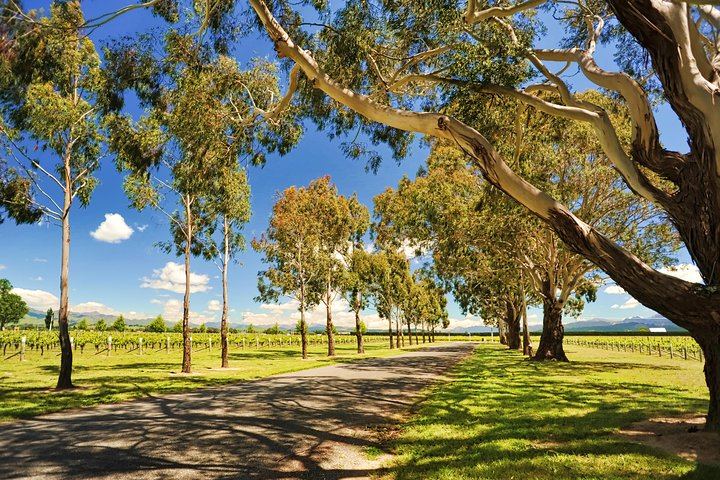 Afternoon Half-Day Wine Tour from Blenheim: 3 to 4 Wineries, No Lunch Stop (1/5)