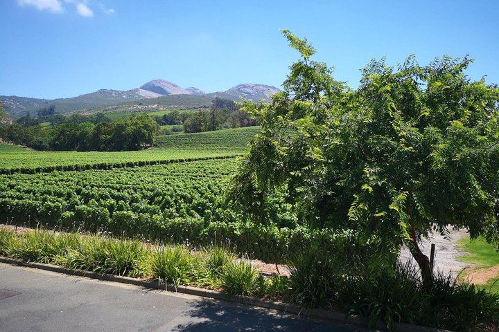 Private 5-Hour Cape Winelands Tour from Cape Town: Stellenbosch Drive and Vineyards (9/12)