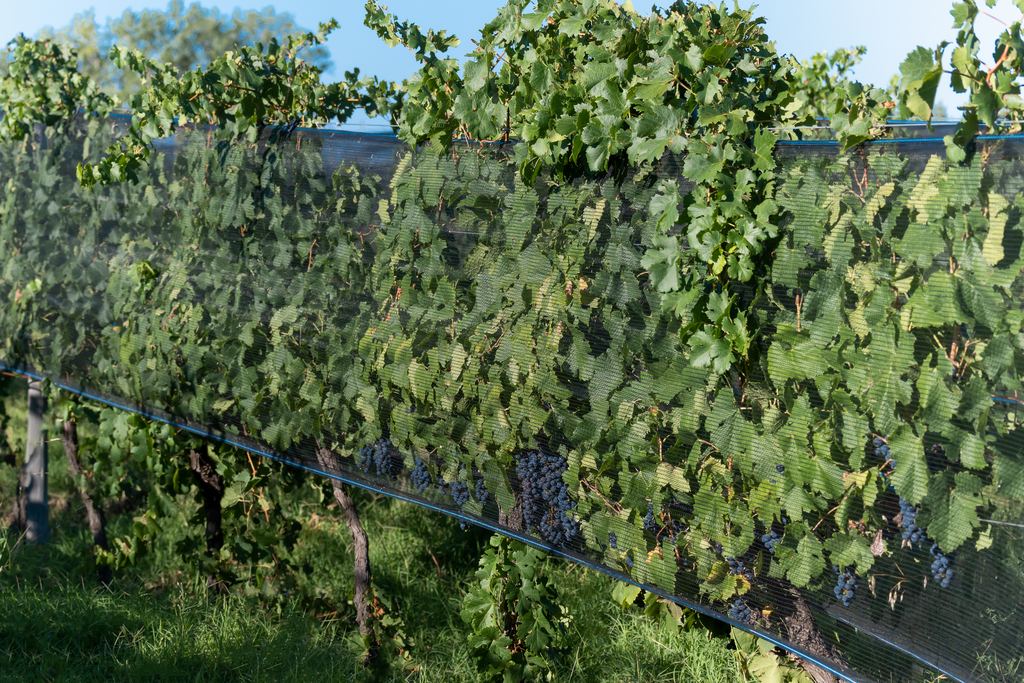 Black anti-hail netting covering a vineyard row with dark grapes in Mendoza