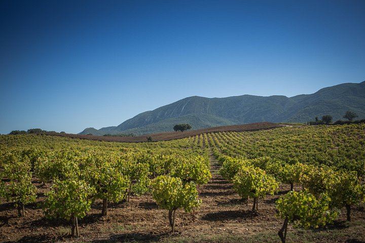 Private Arrábida Wine Day from Lisbon: Family Wineries, Cheese and Portuguese Lunch (6/12)