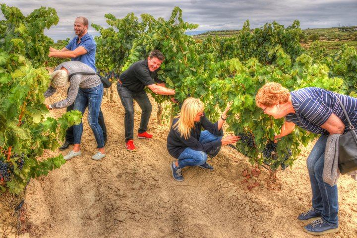 Rioja Alta Wine Day: 15th-Century Cellar, Grape Treading, Barrels and Lunch (5/8)