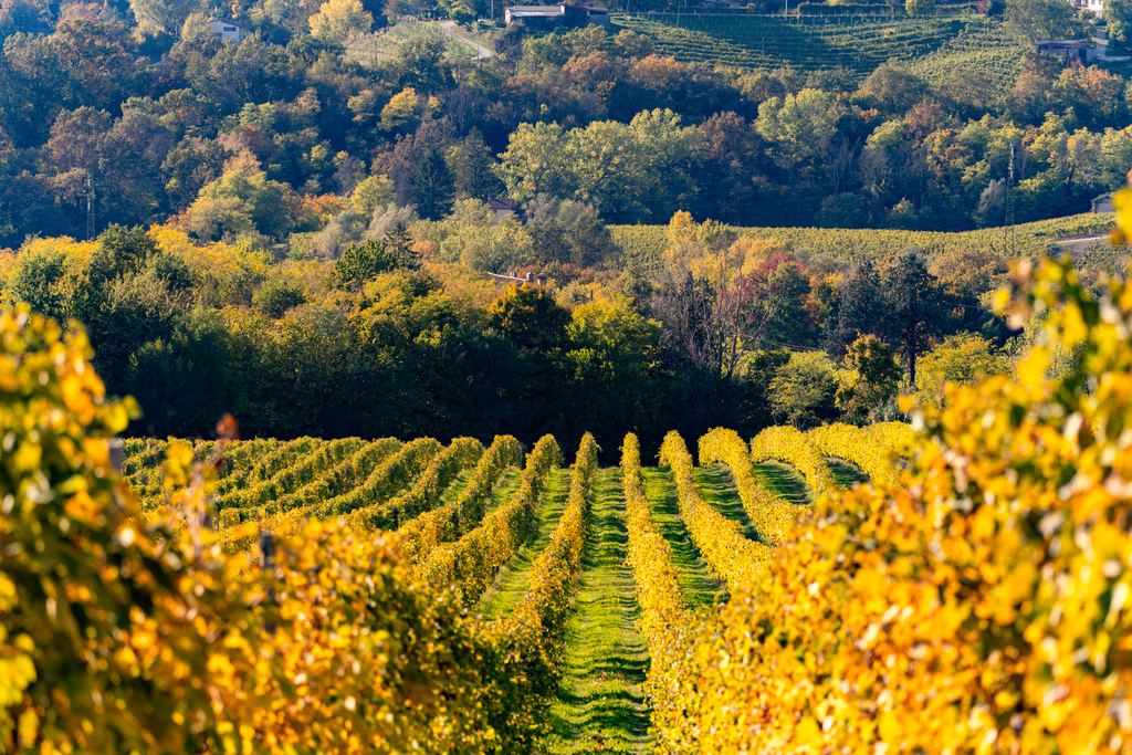 Yellow autumn vine rows climbing a hillside in the Prosecco hills, Veneto