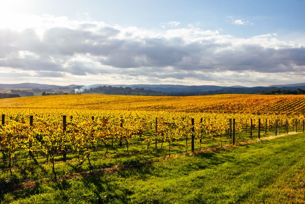 Golden autumn vineyard rows under a cloudy sky near Yarra Glen in the Yarra Valley, Victoria