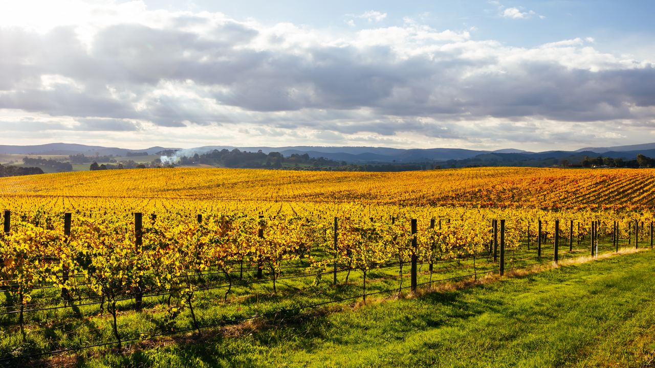 Golden autumn vineyard rows under a dramatic cloudy sky near Yarra Glen in the Yarra Valley, Victoria, Australia